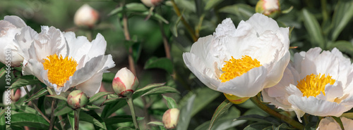 Cover beautiful white peonies in the garden.