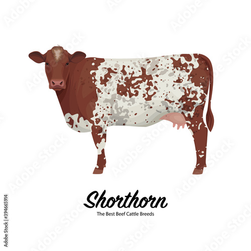 Shorthorn Cow - The Best Beef Cattle Breeds. Farm animals. Vector Illustration.