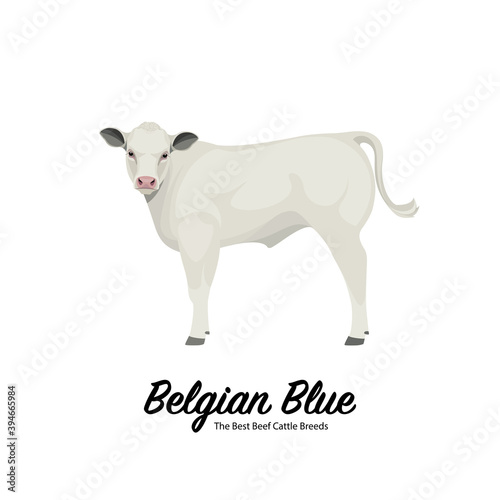 Belgian Blue Calf - The Best Beef Cattle Breeds. Farm animals. Vector Illustration.