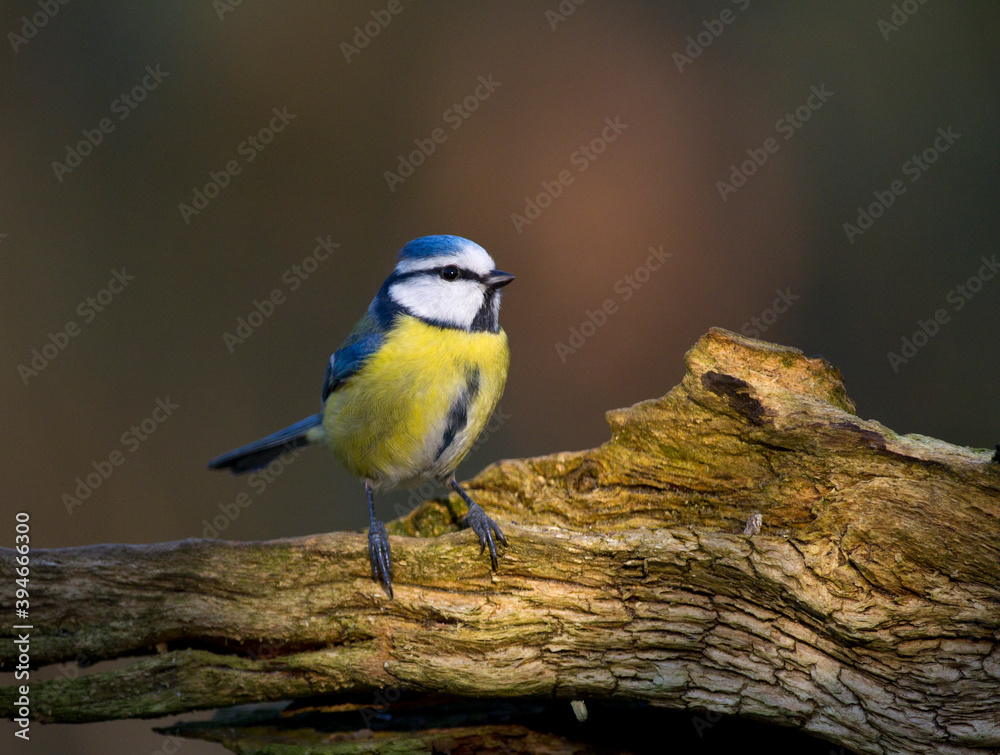 Pimpelmees, European Blue Tit, Cyanistes caeruleus Pimpelmees, European Blue Tit, Cyanistes caeruleus