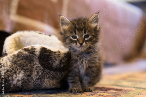Baby Cat Kitten. Playful small kitty. © STOCKIMAGE