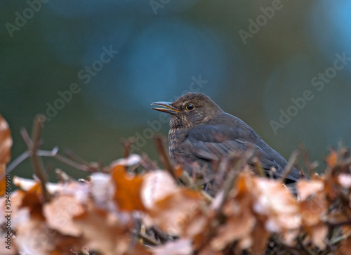 Merel, Common Blackbird, Turdus merula photo