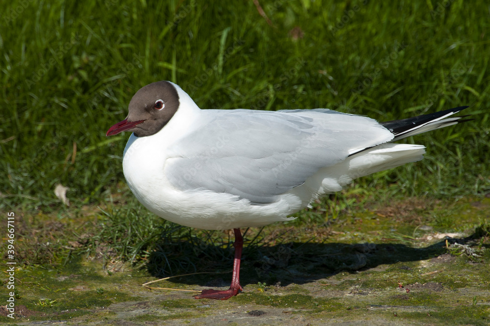 Kokmeeuw, Common Black-headed Gull; Croicocephalus ridibundus Kokmeeuw, Common Black-headed Gull; Croicocephalus ridibundus
