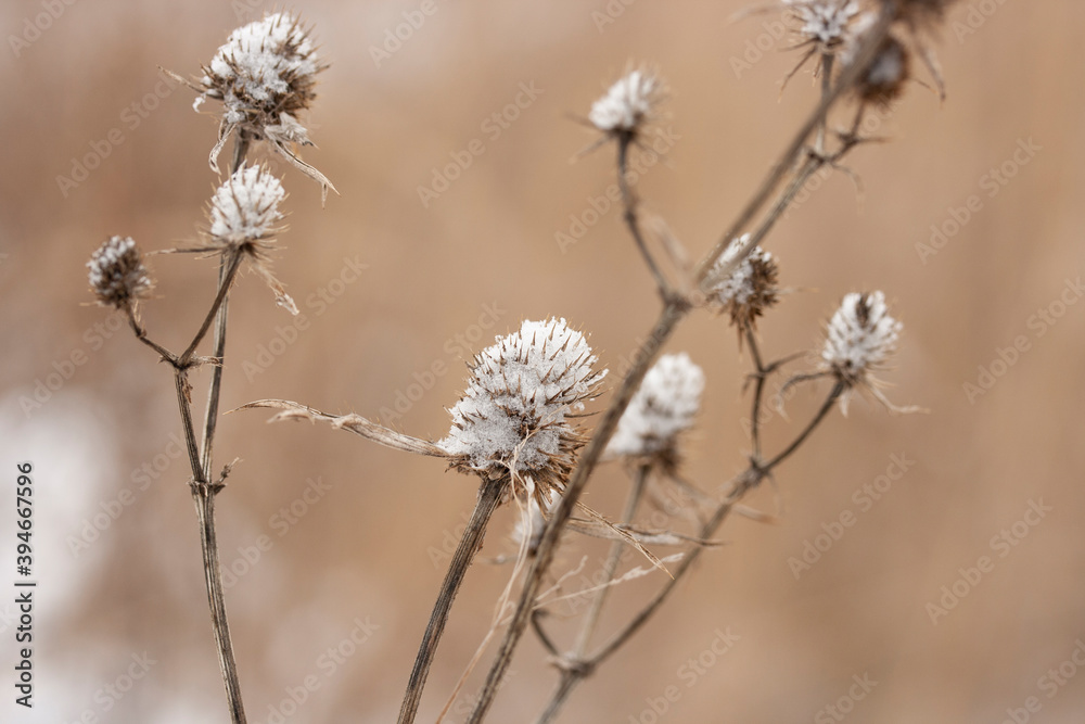 Dry field plants against the background of the first snow in November Dry field plants against the background of the first snow in November