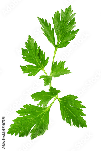 parsley leaf isolated
