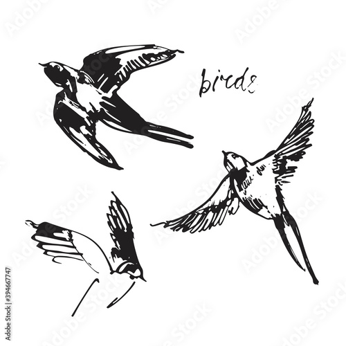Hand drawn ink birds illustration
