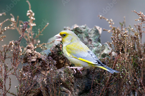 Groenling, European Greenfinch, Chloris chloris photo