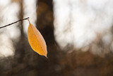 Złoty liść jesienią