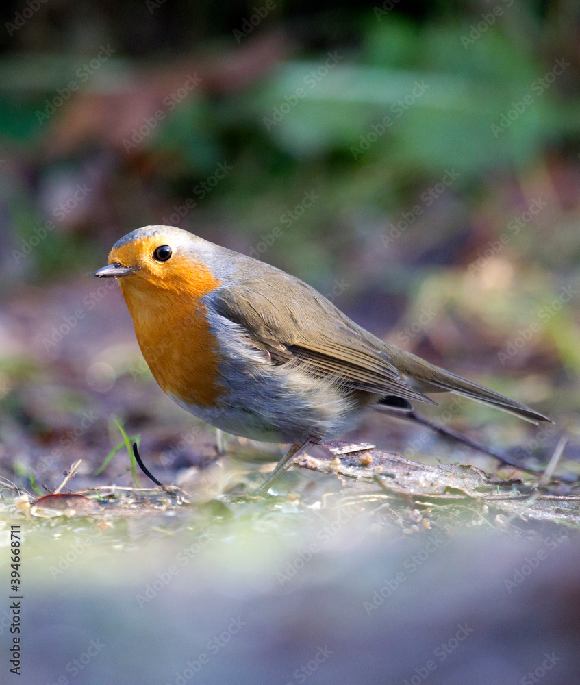Roodborst; European Robin; Erithacus rubecula Roodborst; European Robin; Erithacus rubecula