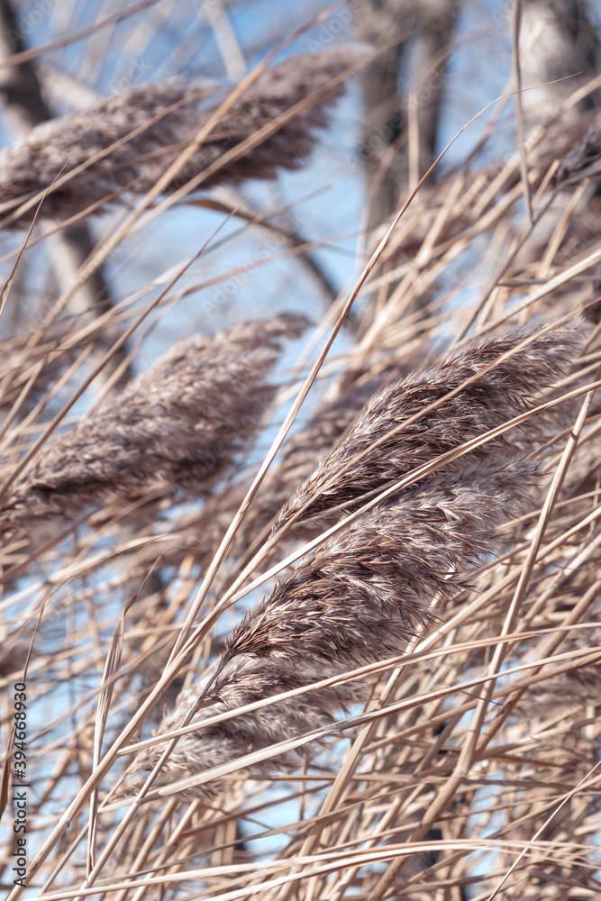 Dry reed on the lake, reed layer, reed seeds. Golden reed grass in the fall in the sun. Abstract natural background. Beautiful pattern with neutral colors. Minimal, stylish, trend concept Dry reed on the lake, reed layer, reed seeds. Golden reed grass in the fall in the sun. Abstract natural background. Beautiful pattern with neutral colors. Minimal, stylish, trend concept