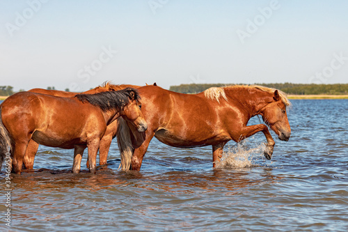 horses in the water on a hot day, one horse kicks the water with its hoof creating splashes and waves