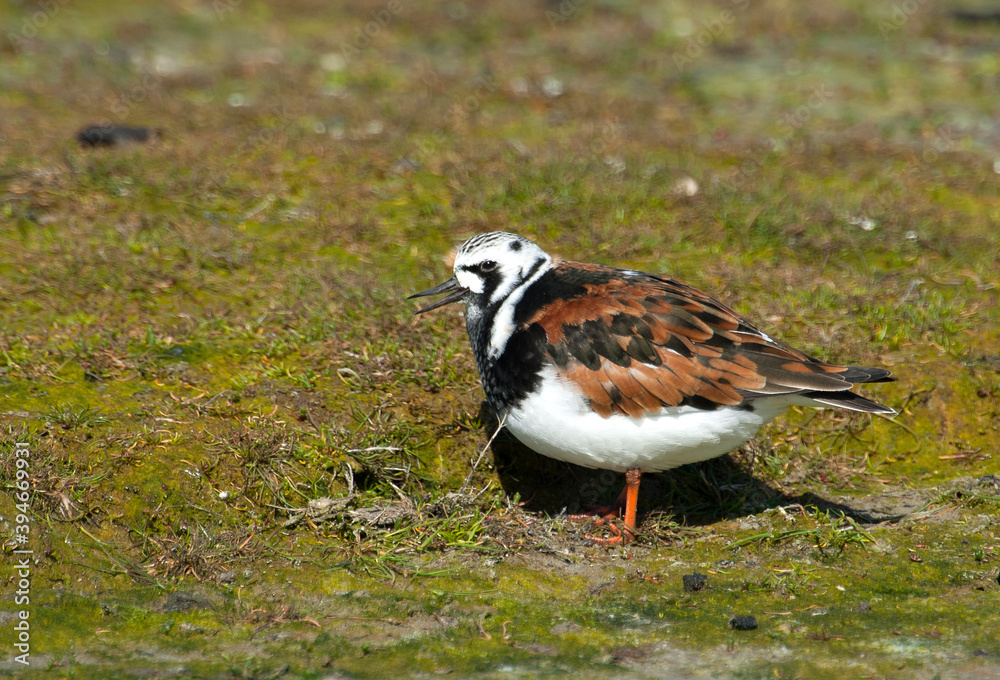 Steenloper, Ruddy Turnstone, Arenaria interpres Steenloper, Ruddy Turnstone, Arenaria interpres