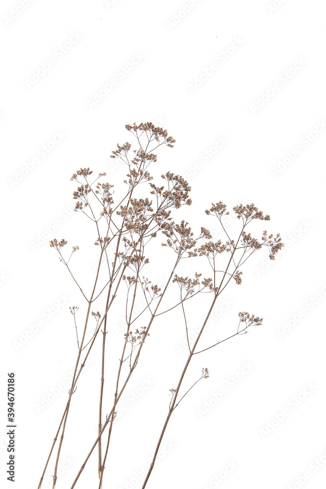 Dry field flowers isolated on white background. Dry wild meadow grasses or herbs.