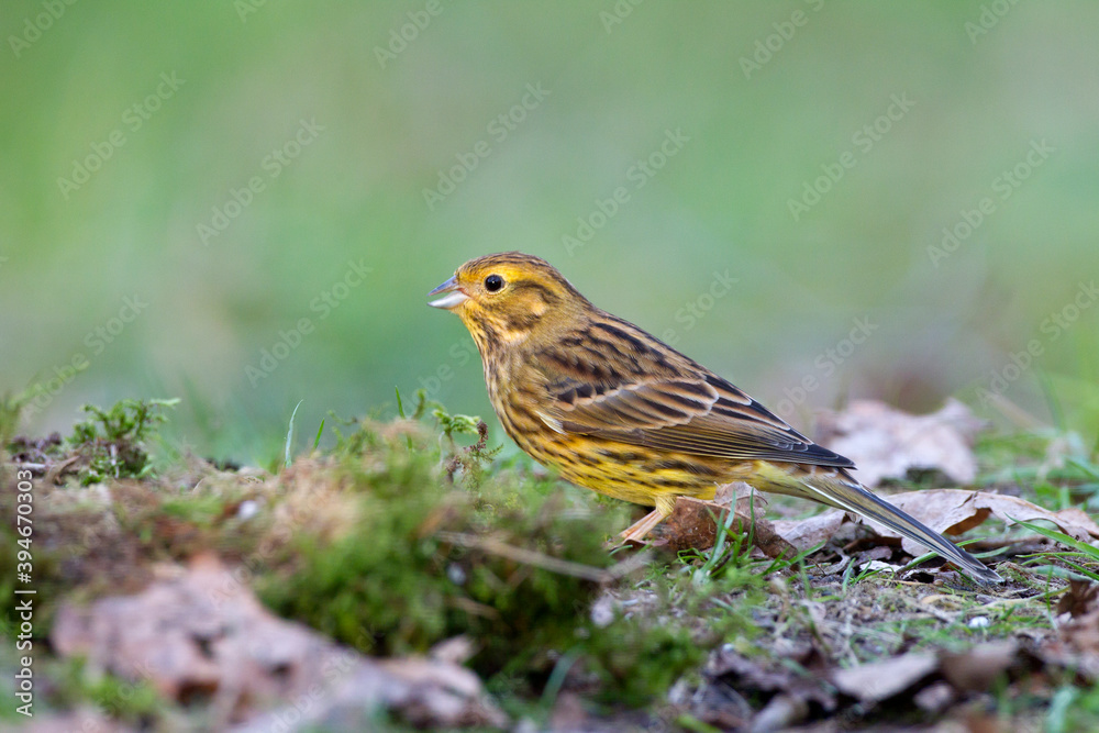 Fototapeta premium Geelgors, Yellowhammer, Emberiza citrinella