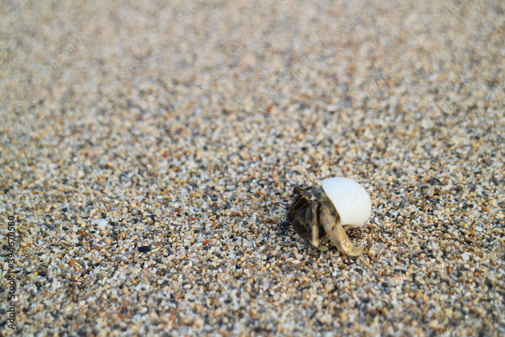 Hermit crab of Hamahiga Island Okinawa Hermit crab of Hamahiga Island Okinawa