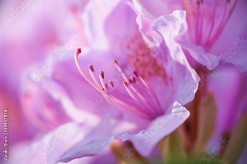 Purple rhododendron