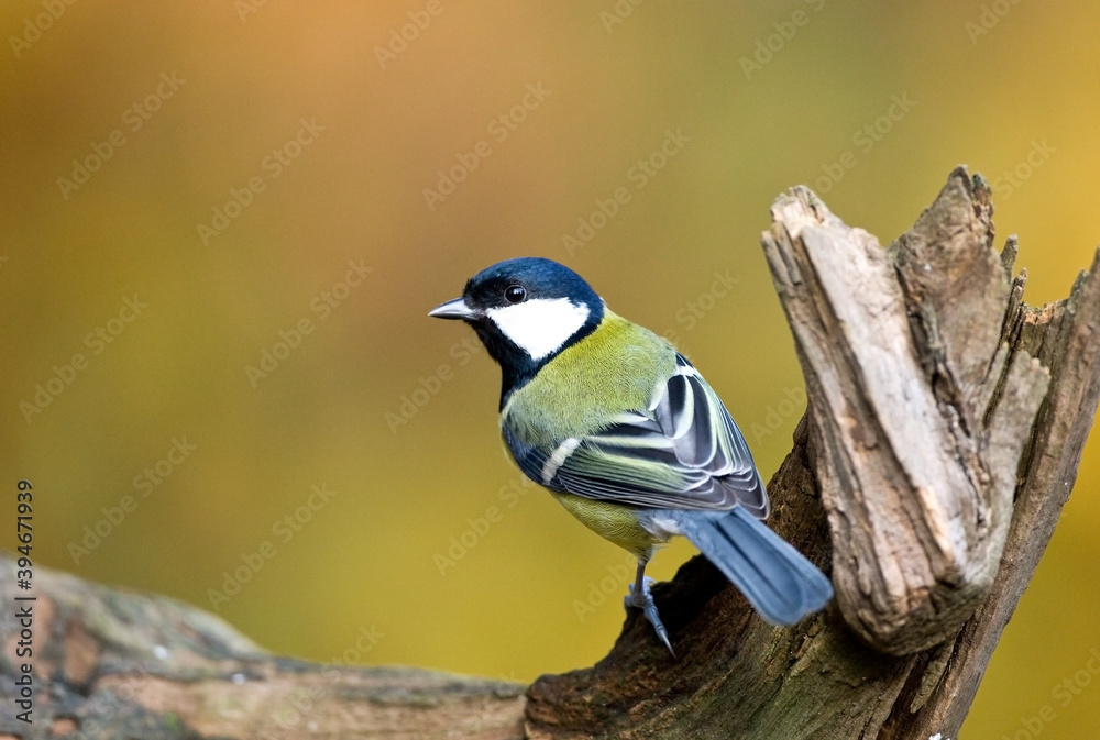 Obraz premium Koolmees, Great Tit, Parus major