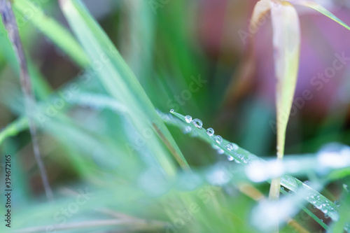 Krolpe wody na trawie © andsko