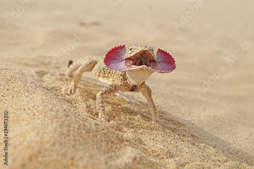 Photos Toad head agama (Phrynocephalus mystaceus) on the sand