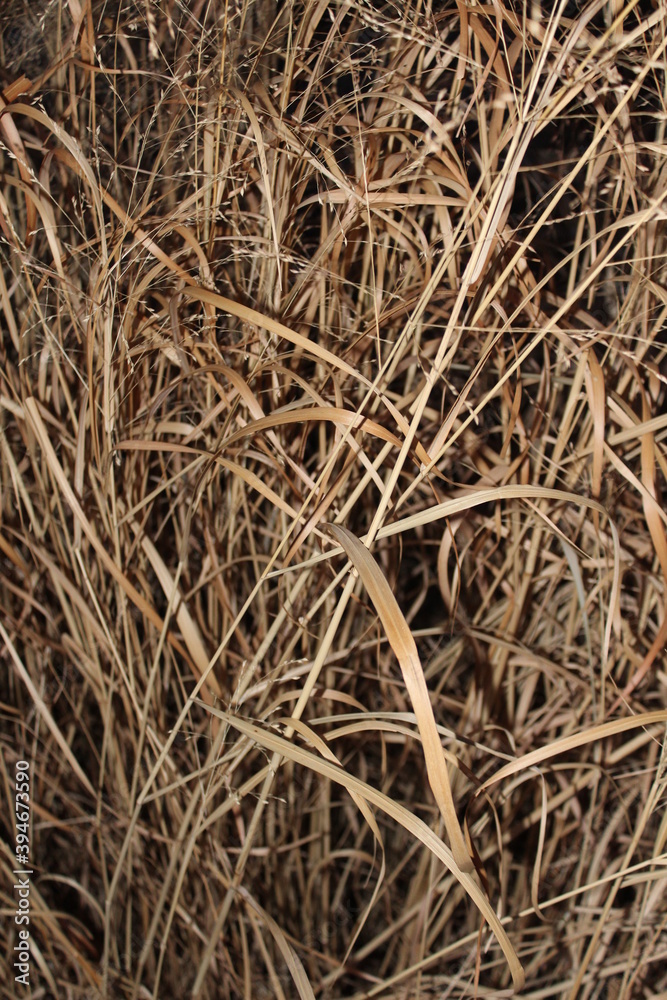 grass in the wind grass in the wind
