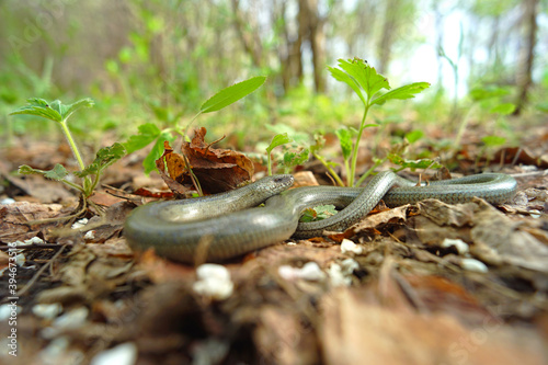 Slow Worm (Anguis fragilis) on the leaves