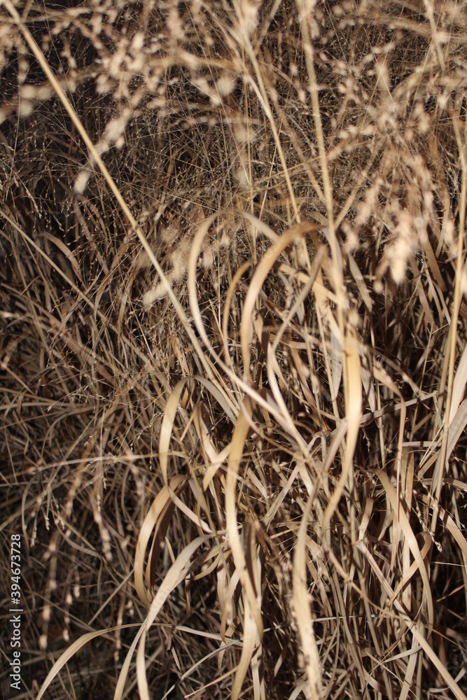 close up of hay
