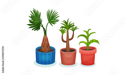 Succulent Plants Growing in Ceramic Flowerpots Vector Set