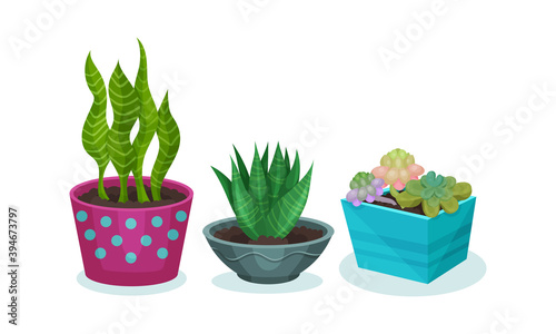 Succulent Plants Growing in Ceramic Flowerpots Vector Set