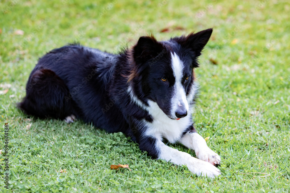 Beautiful Border collie black and white