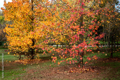 Autumn scene