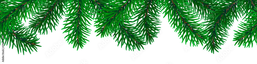Fototapeta premium Beautiful seamless coniferous tree branches on white background vector.