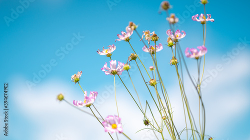 Cosmos on blue sky background