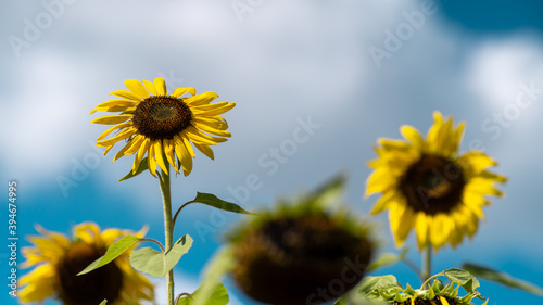 sunflower on blue sky background