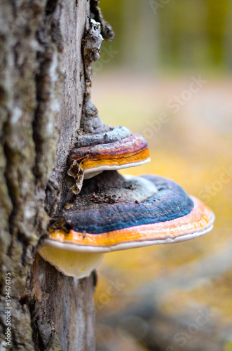 fungus on the stump
