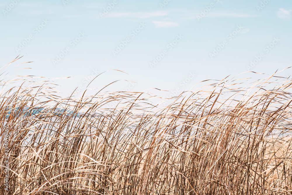 Dry sedge grass flutters in the wind next to a lake or river.Golden sedge grass in the fall in the sun. Abstract natural background. Natural Beige or Set Sail Champagne Background - obrazy, fototapety, plakaty 