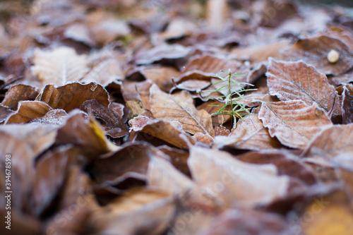 Autumn fallen leaves, frozen beech leaves on ground. Young seedling of fir tree in winter nature. New life of wood symbol.