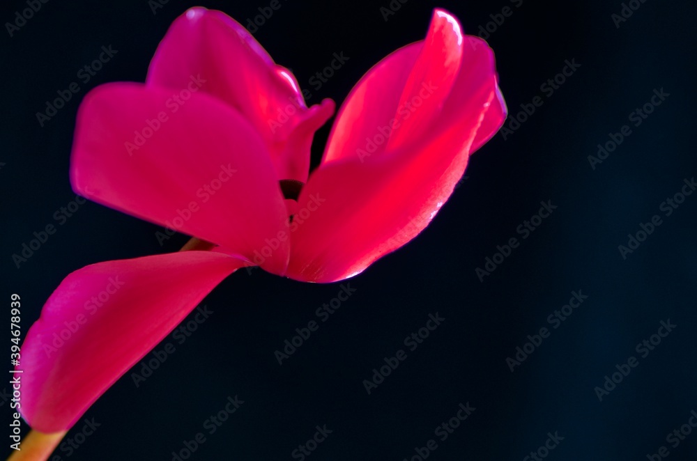 Obraz premium Pink Cyclamen flower isolated on black 