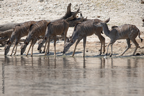 herd of female kudu
