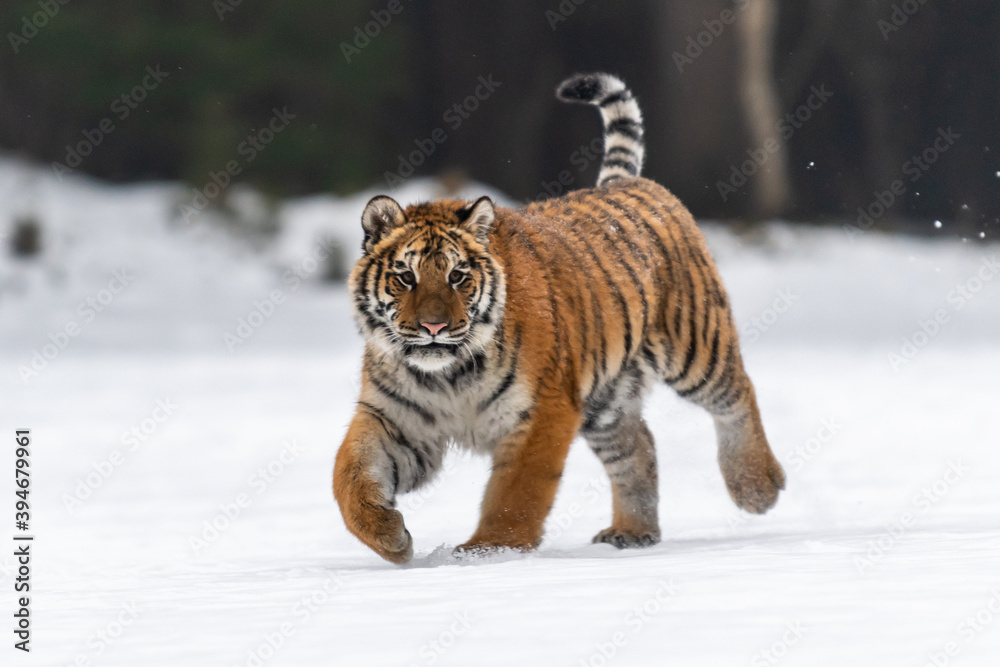 Obraz premium Siberian Tiger running in snow. Beautiful, dynamic and powerful photo of this majestic animal. Set in environment typical for this amazing animal. Birches and meadows