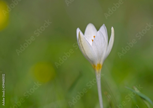 Flower of Crocus boryi photo