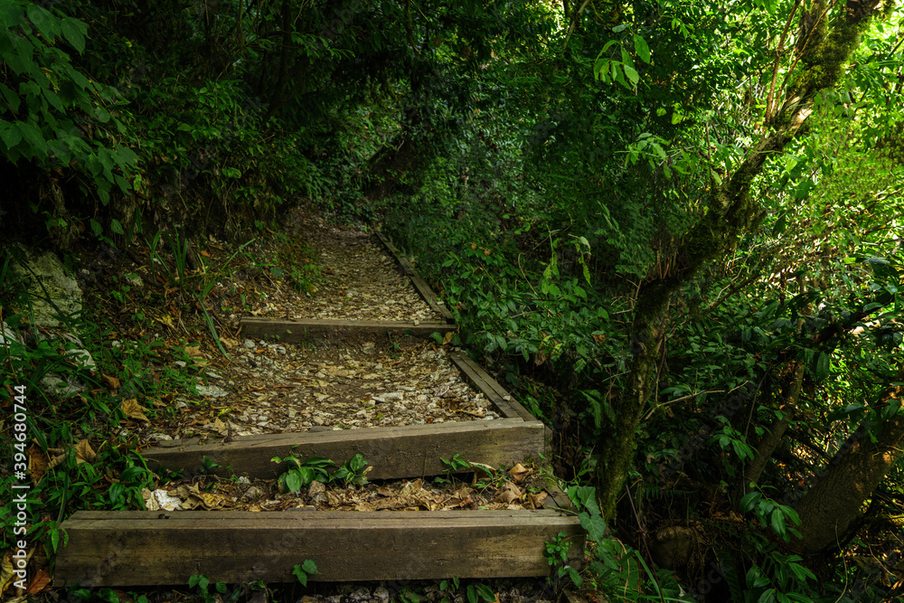Tourist path in green forest, subtropical wood. Yew-boxwood grove, Sochi National Park, Krasnodar Territory, Russia Tourist path in green forest, subtropical wood. Yew-boxwood grove, Sochi National Park, Krasnodar Territory, Russia