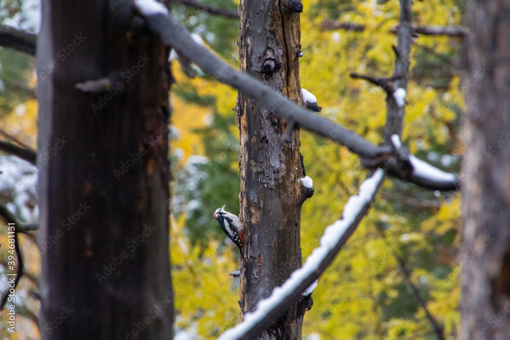 Woodpecker Bird Woodpecker Bird