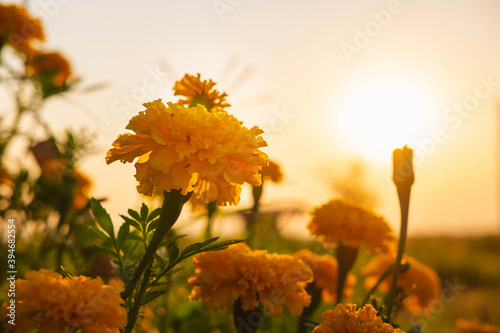 .The background of marigolds and the evening sun