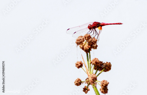 Cardinal Red Dragonfly on a flower
