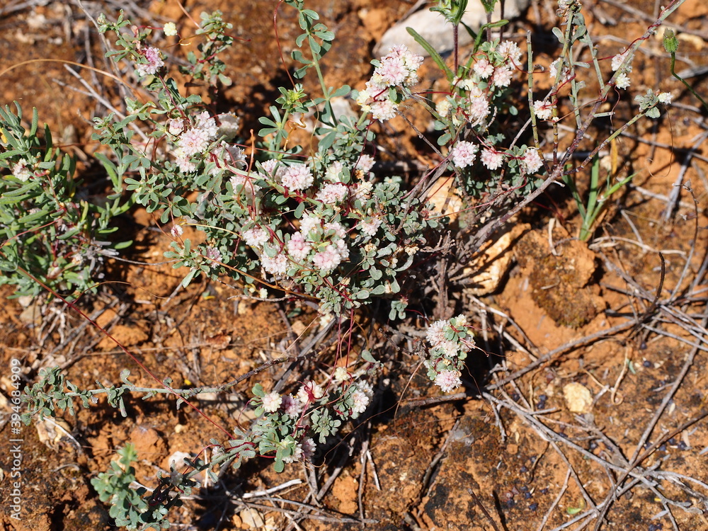 Red Dodder (Cuscuta planiflora) Red Dodder (Cuscuta planiflora)
