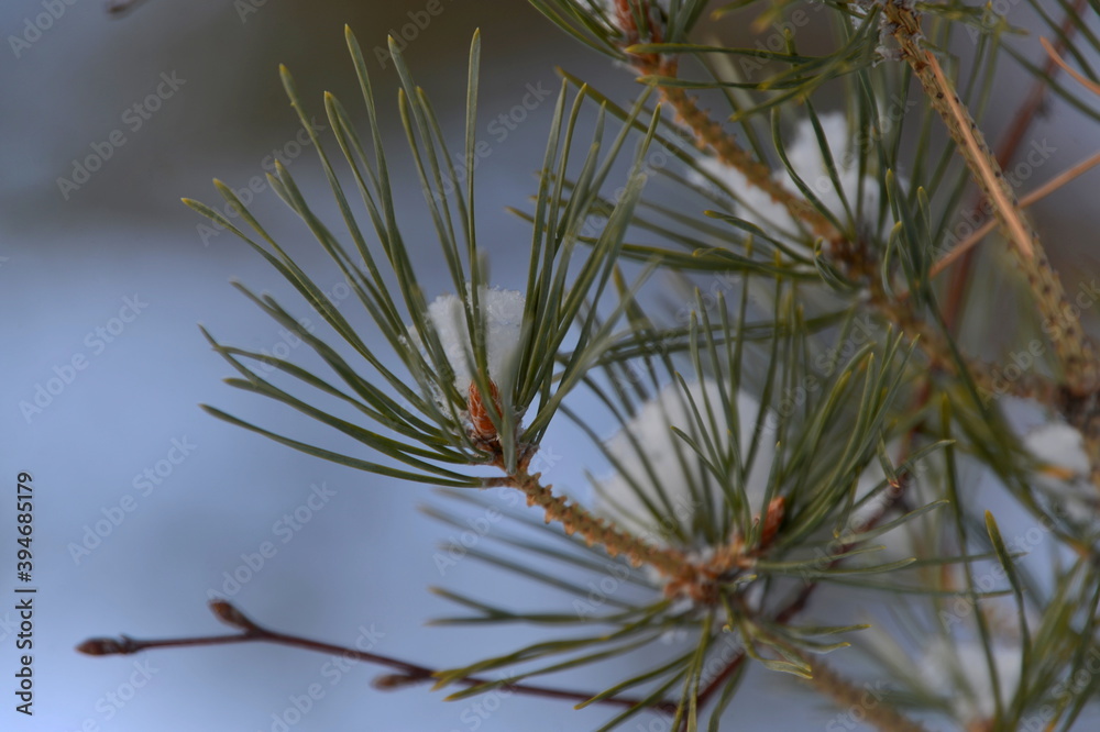 snow, winter, snow on a tree, tree, branch, nature, frost, cold, pine, christmas, ice, fir, white, spruce, frozen, plant, season, forest, green, branches, sky, needles, evergreen, blue , Seasonal, Sno snow, winter, snow on a tree, tree, branch, nature, frost, cold, pine, christmas, ice, fir, white, spruce, frozen, plant, season, forest, green, branches, sky, needles, evergreen, blue , Seasonal, Sno
