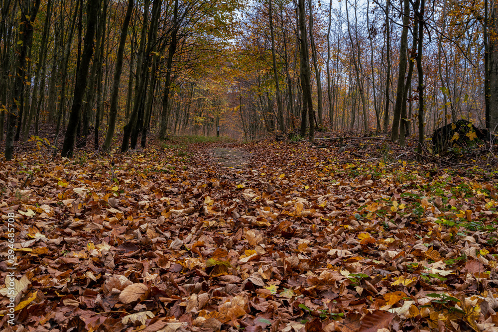 A European Beech forest in autumn colours. Picture from Scania county, southern Sweden A European Beech forest in autumn colours. Picture from Scania county, southern Sweden