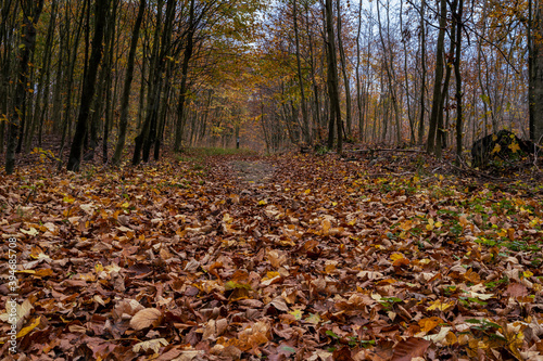 A European Beech forest in autumn colours. Picture from Scania county, southern Sweden