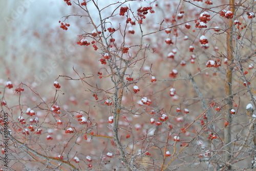 tree, nature, spring, branch, blossom, flower, red, winter, pink, plant, snow, cherry, bloom, season, sky, branches, berry, flowers, white, autumn, cold, bloom, natural, beautiful ,, winter, red, berr photo