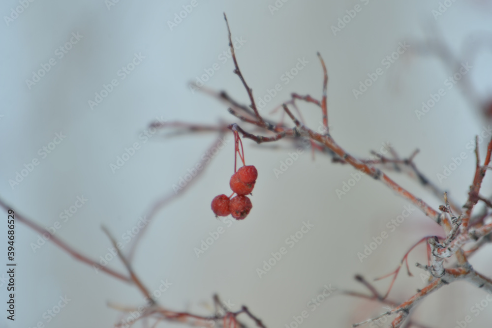 tree, nature, spring, branch, blossom, flower, red, winter, pink, plant, snow, cherry, bloom, season, sky, branches, berry, flowers, white, autumn, cold, bloom, natural, beautiful ,, winter, red, berr tree, nature, spring, branch, blossom, flower, red, winter, pink, plant, snow, cherry, bloom, season, sky, branches, berry, flowers, white, autumn, cold, bloom, natural, beautiful ,, winter, red, berr